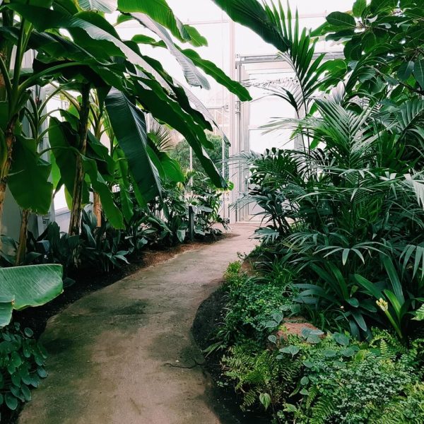 photography-of-pathway-surrounded-by-plants.jpg photography-of-pathway-surrounded-by-plants.jpg