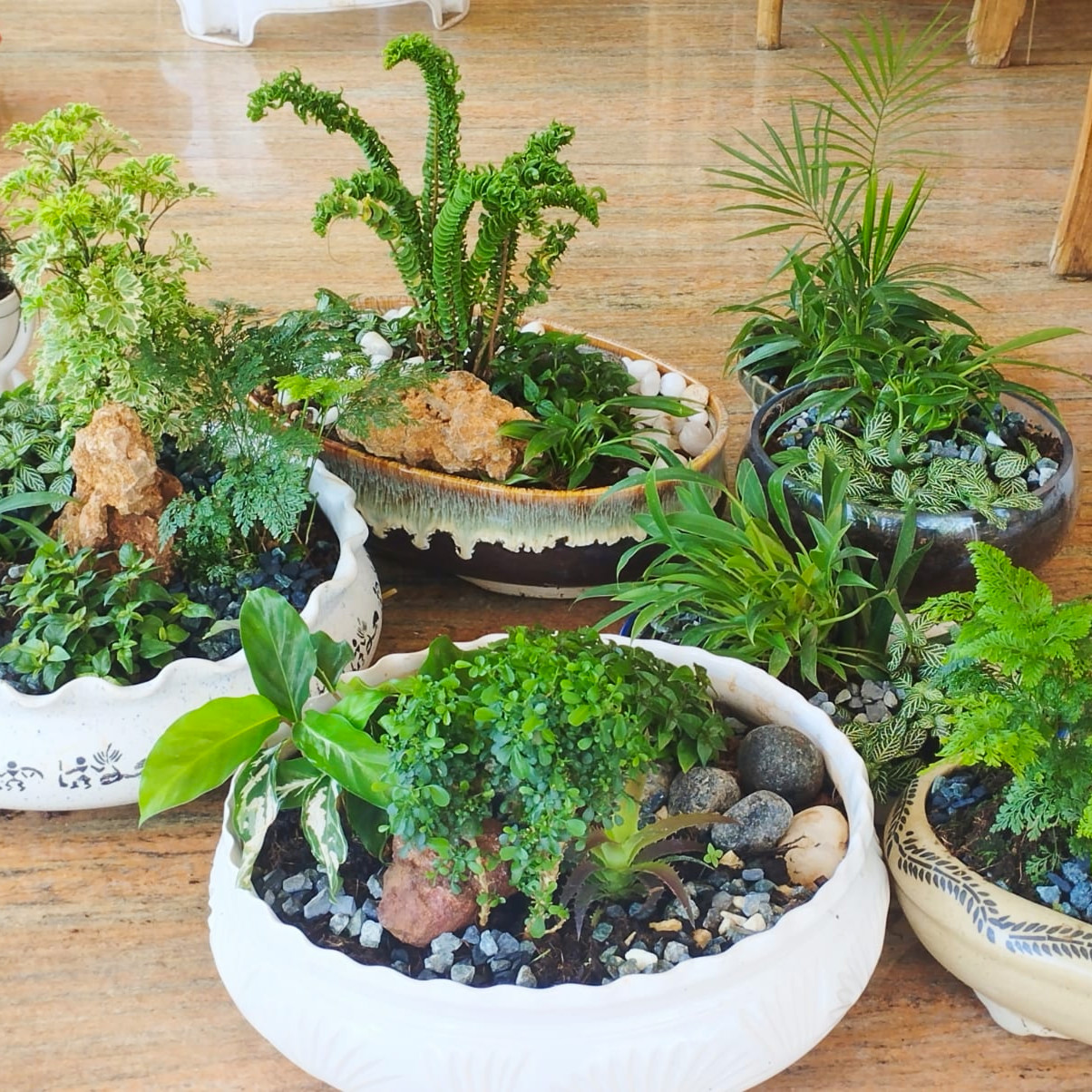 plants-for-retail-biz.jpg plants-for-retail-biz.jpg