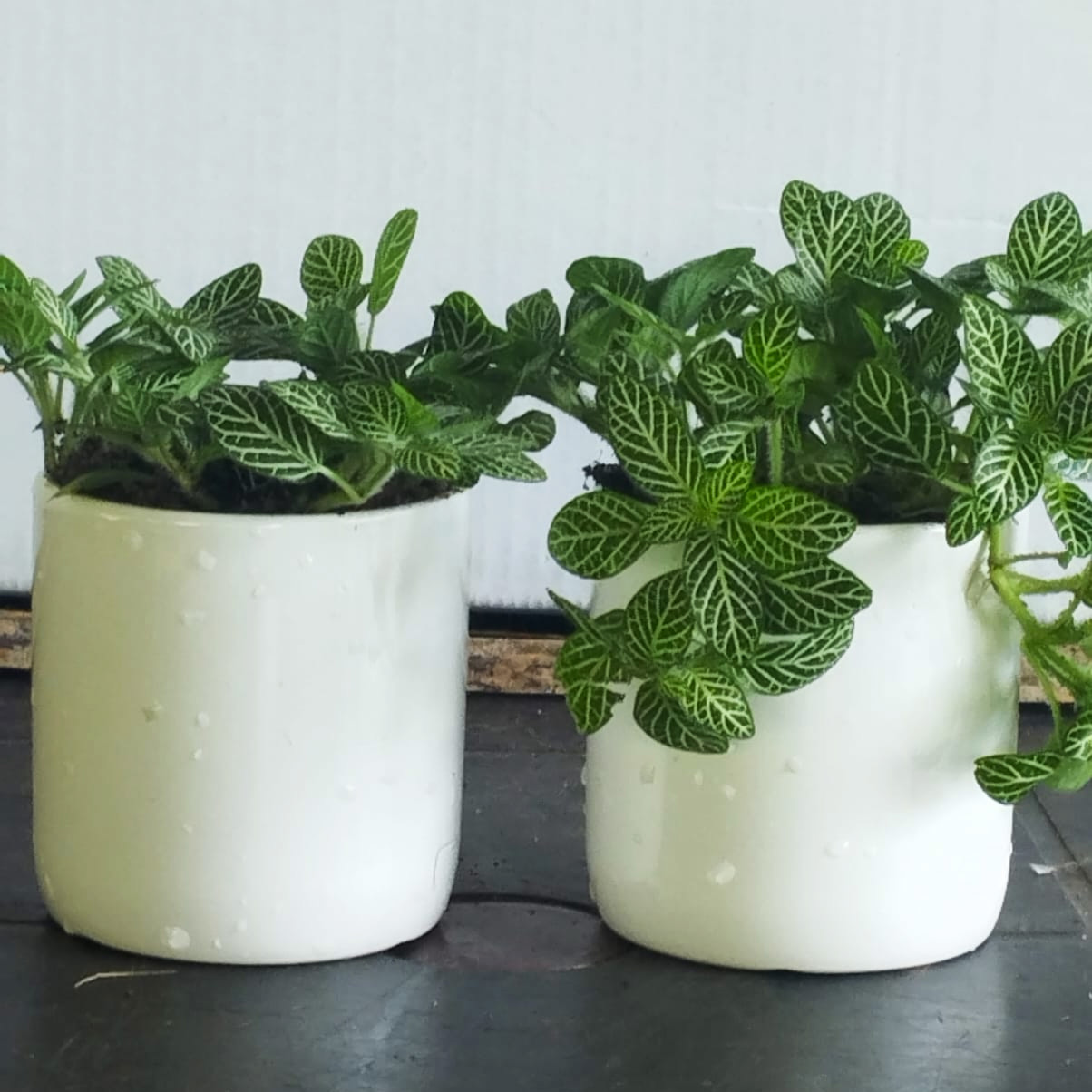 potted-plants.jpg potted-plants.jpg